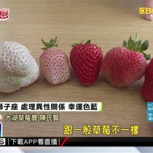 日本超夢幻「雪兔草莓」 苗栗大湖成功栽種夯爆 @東森新聞 CH51