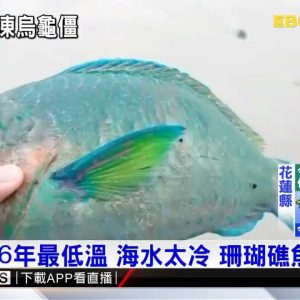 「凍未條」兩綠蠵龜岸上擱淺  珊瑚礁魚類亡@東森新聞 CH51