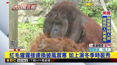 動物也禦寒！ 紅毛猩猩披風上身 狐獴相擁取暖@東森新聞 CH51