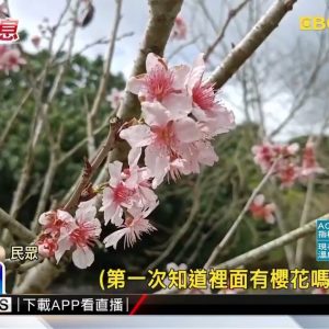 最新》暖冬延花期！花蓮壽豐樹湖逾3萬棵櫻花 接連開@東森新聞 CH51