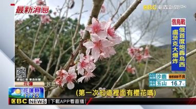 最新》暖冬延花期！花蓮壽豐樹湖逾3萬棵櫻花 接連開@東森新聞 CH51