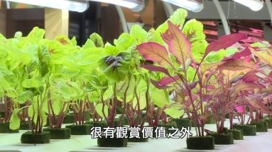 綠色蔬菜「水噹噹」 廈門台商開心農場 @東森新聞 CH51