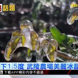 最新》清晨零下1.5度 武陵農場美麗冰晶超夢幻@newsebc